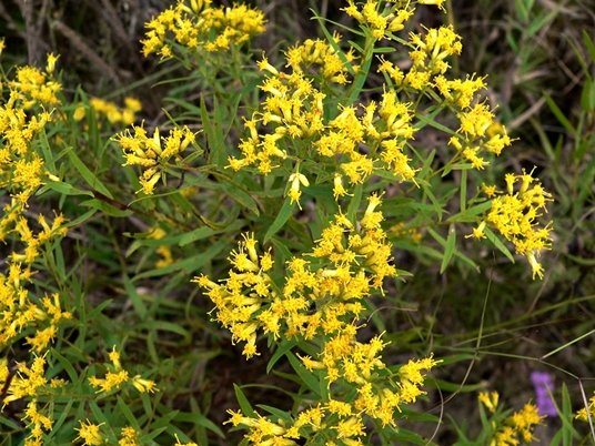 {Euthamia caroliniana}